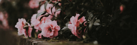 Aldgate - No. 5154 | Diffuser | Camellia + Summer Peony