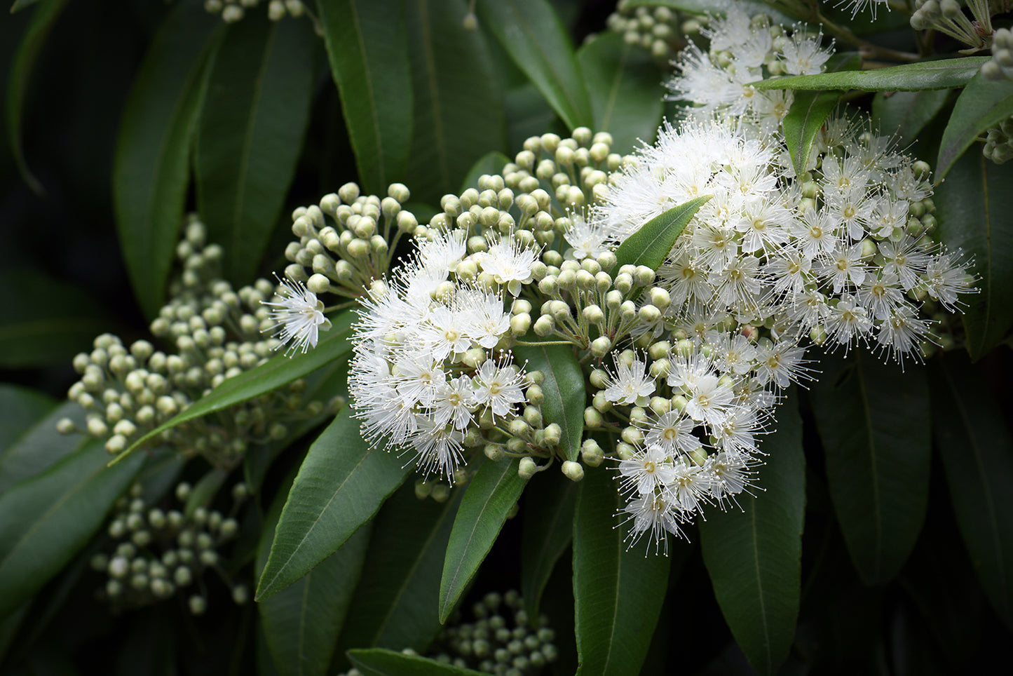 Mt Lofty - The Summit | Candle | Eucalyptus + Lemon Myrtle