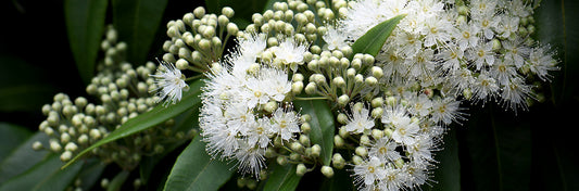 Mt Lofty - The Summit | Diffuser | Eucalyptus + Lemon Myrtle