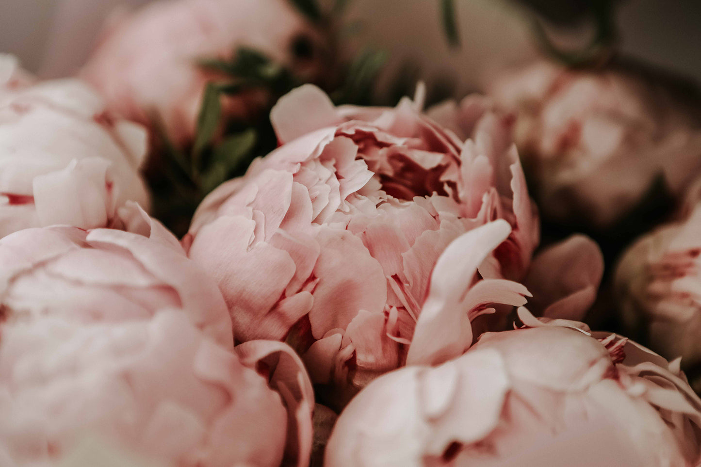 Aldgate - No. 5154 | Diffuser | Camellia + Summer Peony