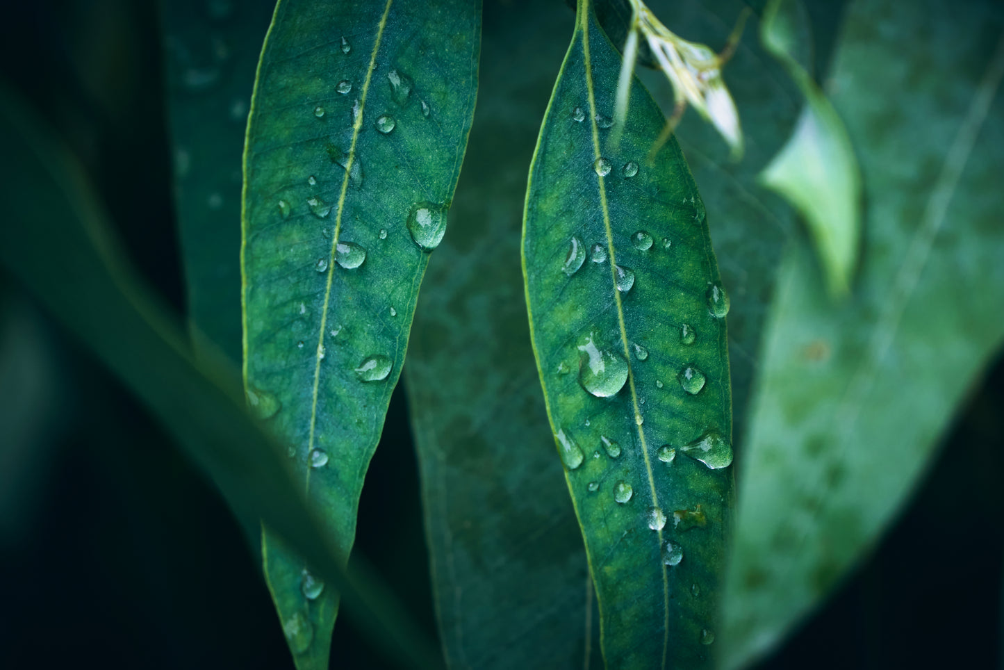 Mt Lofty - The Summit | Diffuser | Eucalyptus + Lemon Myrtle