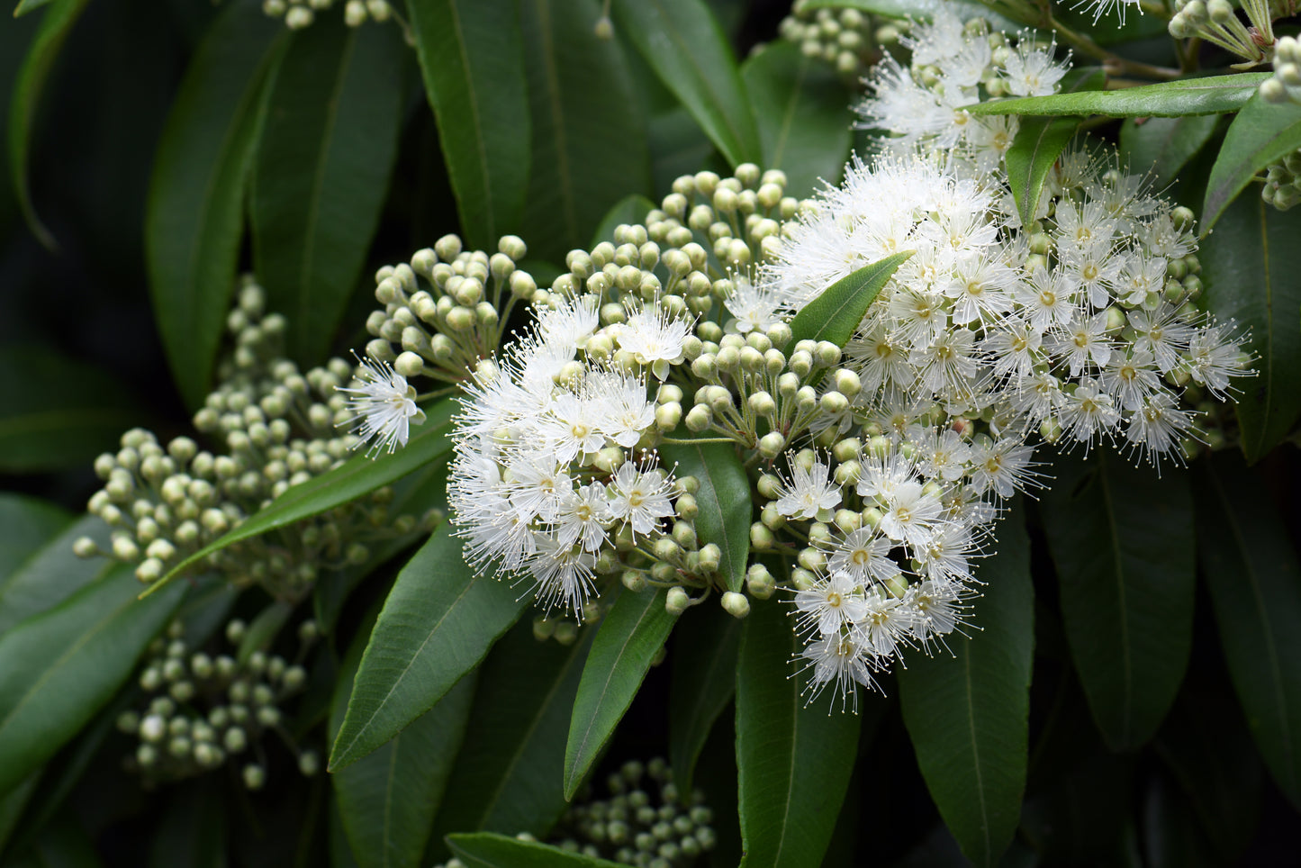 Mt Lofty - The Summit | Diffuser | Eucalyptus + Lemon Myrtle